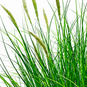 Pianta erbacea ornamentale tipo coda di volpe artificiale, 67 cm, con 25 spezie, verde e bianco, senza vaso