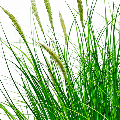 Pianta erbacea ornamentale tipo coda di volpe artificiale, 67 cm, con 25 spezie, verde e bianco, senza vaso