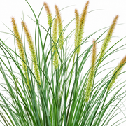 Pianta erbacea ornamentale tipo coda di volpe artificiale, 100 cm, con 12 spezie, verde e rosa, senza vaso
