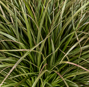 Cespuglio di erba di cipolla curva artificiale, 28 cm, bassa densità, verde scuro, senza vaso