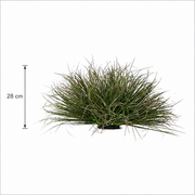 Cespuglio di erba di cipolla curva artificiale, 28 cm, bassa densità, verde scuro, senza vaso